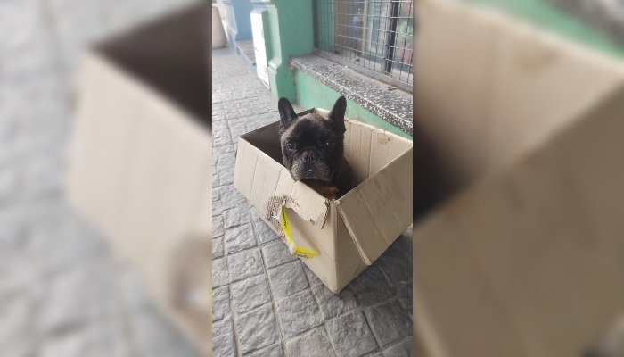 Perro Encontrado Afuera De Un Kiosco La Opinion Semanario