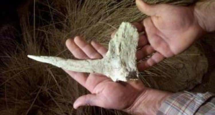 Más restos de ciervos prehistóricos