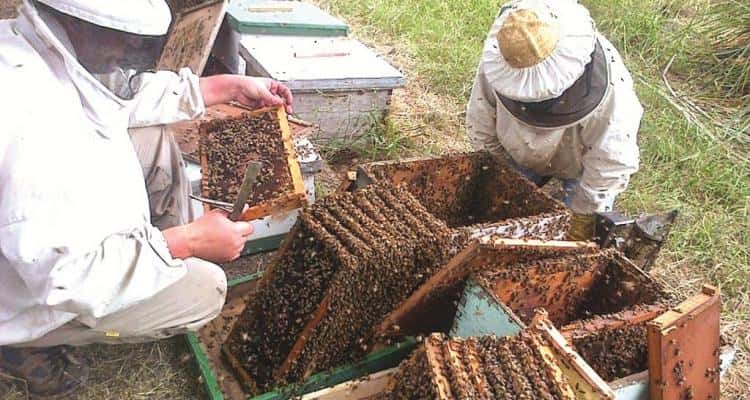 > Lo que hay que saber sobre la apicultura