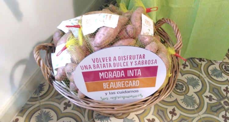 Ipomea: Batatas locales “más dulces y sabrosas”