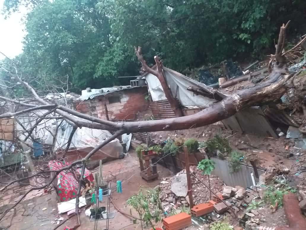 Temporal: cayó un árbol en la zona de barrancas, a metros de una vivienda