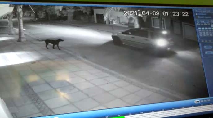 Automovilista le disparó a un perro que lo corrió y fue registrado por una cámara de seguridad