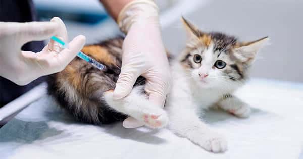 Mascotas: vacunación antirrábica en el CIC este miércoles 12 de mayo