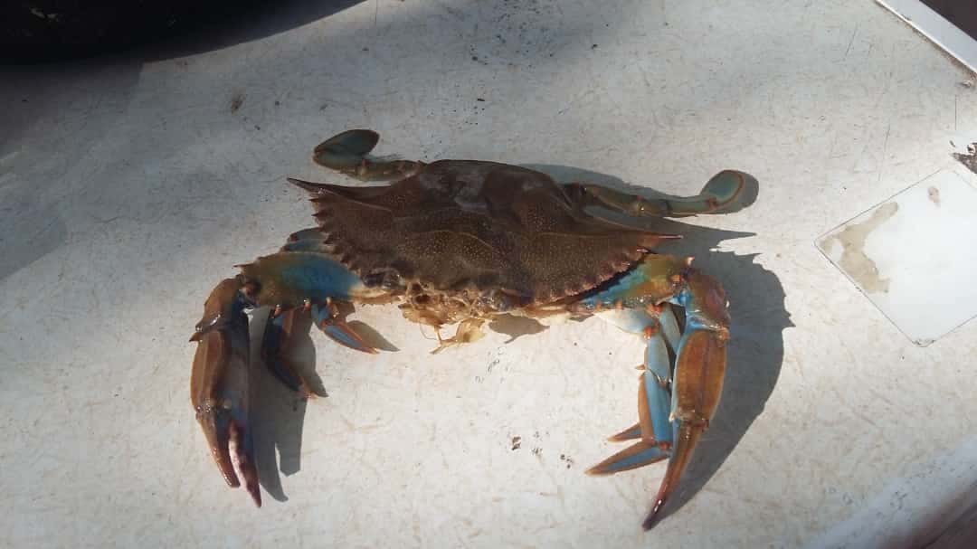 Pescaron “cangrejos azules” en el río: ¿qué son y de dónde vienen?