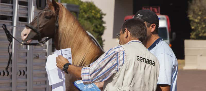Senasa informó con qué documentación debe contar un propietario de un caballo para estar en regla