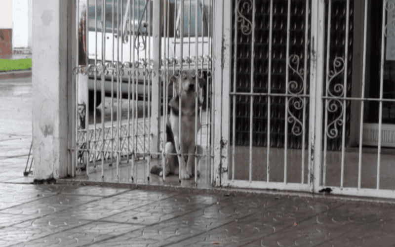 Ministerio de Trabajo: dejaron encerrado a Ciro, un perro del barrio