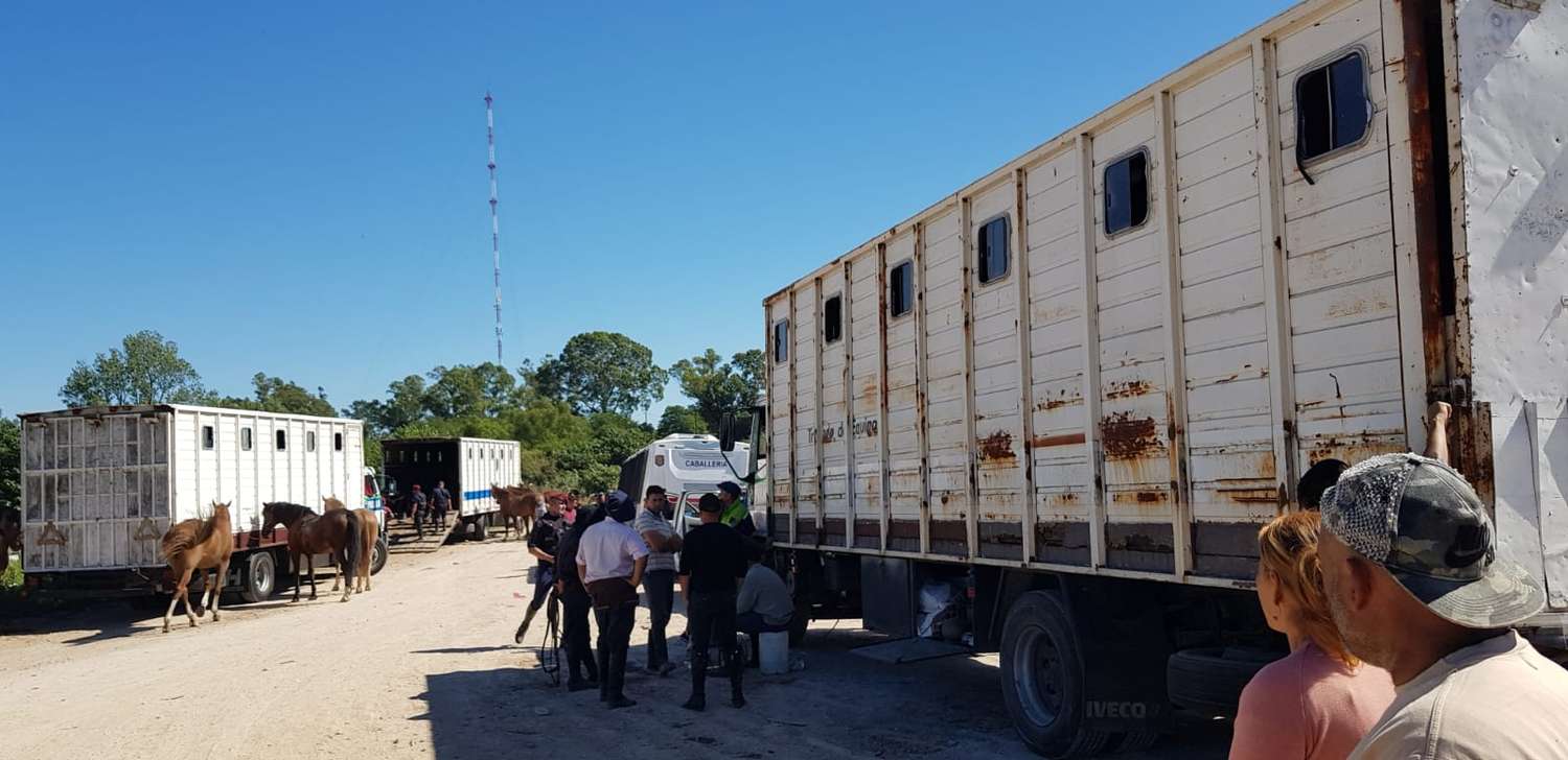 Caballos secuestrados en La Tosquera: Granda avanza en la causa tras conocer el paradero de los animales