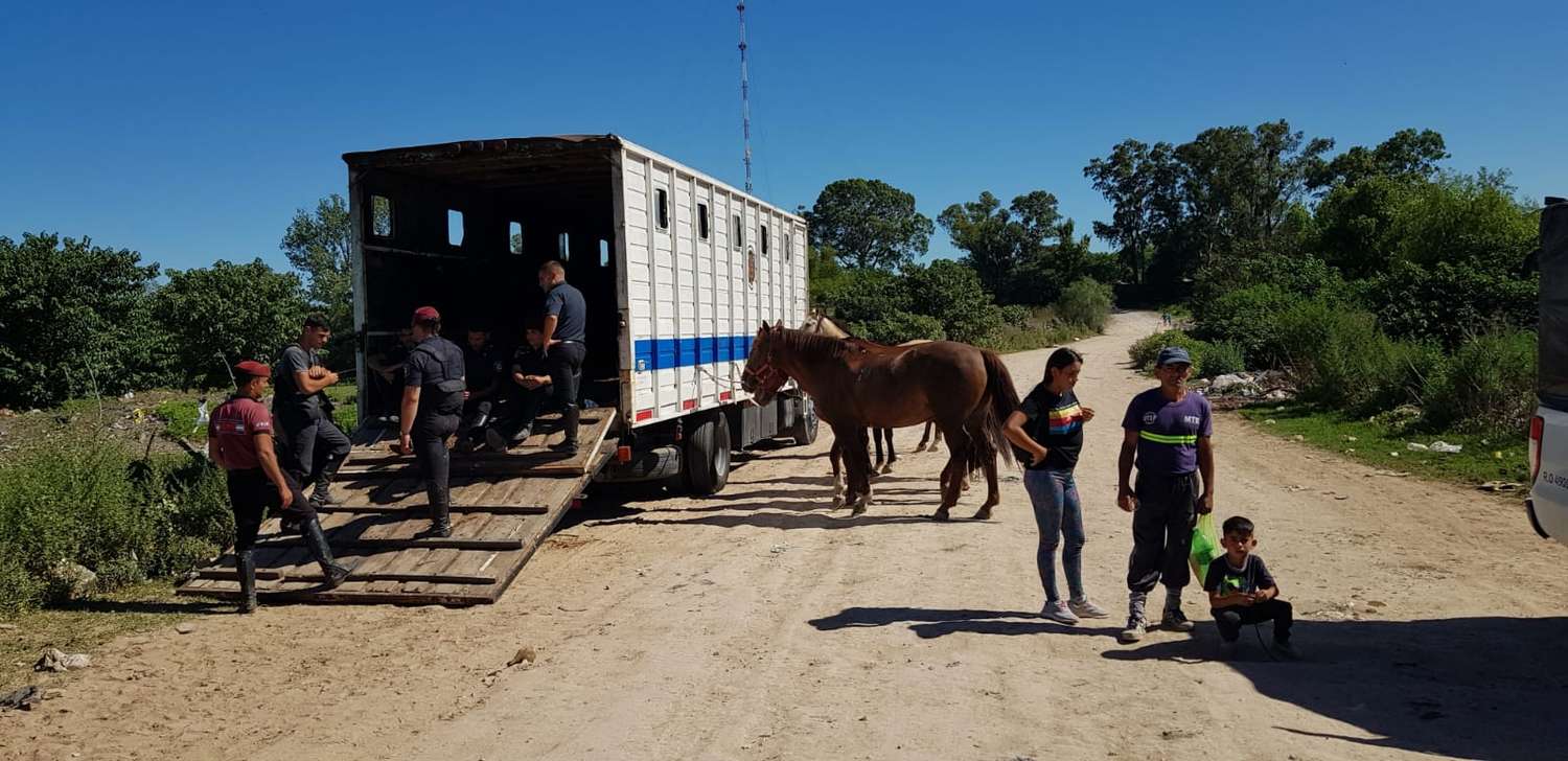 Secuestro de caballos en La Tosquera: preparan operativo para tramitar la restitución