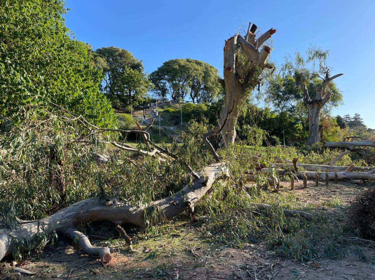Poda de eucaliptos frente al Paseo Público: “Ya no aguantaban más, eran un riesgo”