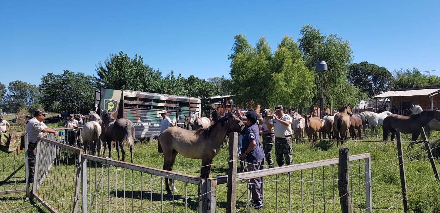 Secuestro de caballos: vecinos de La Tosquera llevaron documentación a la Policía Rural y aguardan la restitución
