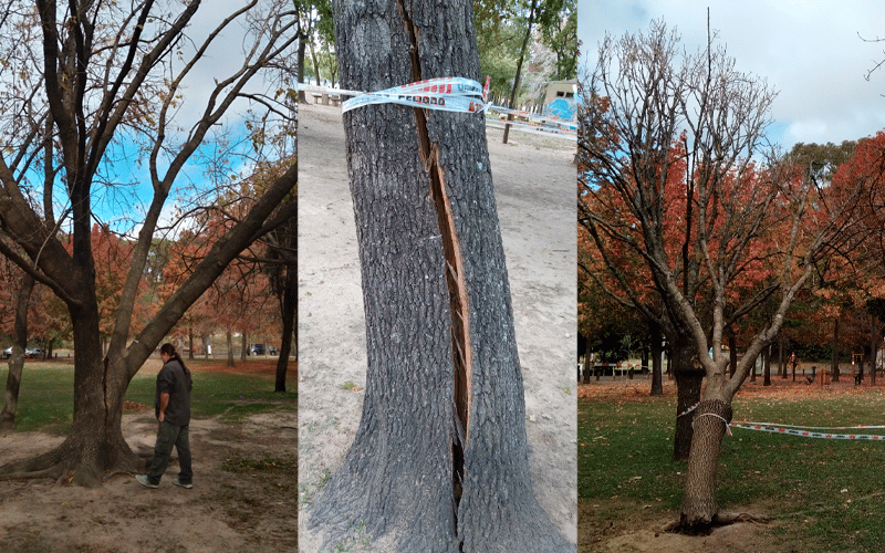 Paseo Público: aclararon que los árboles talados implicaban “riesgos para la seguridad de las personas”