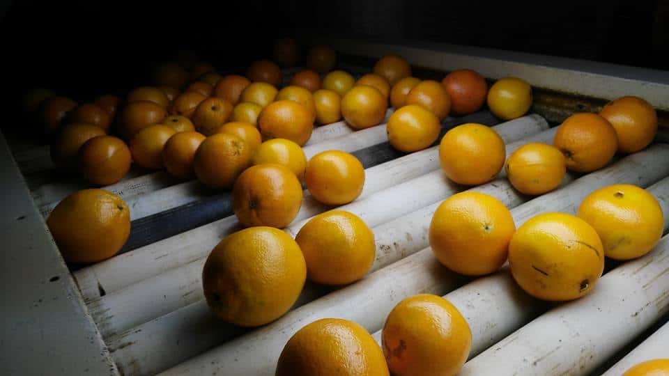 Cansado de los robos, productor de naranjas se retira: “No planto más”