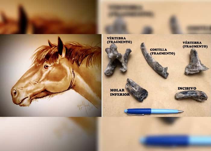 Museo Paleontológico: recuperaron fósiles de más de 200.000 años en Bajo Tala