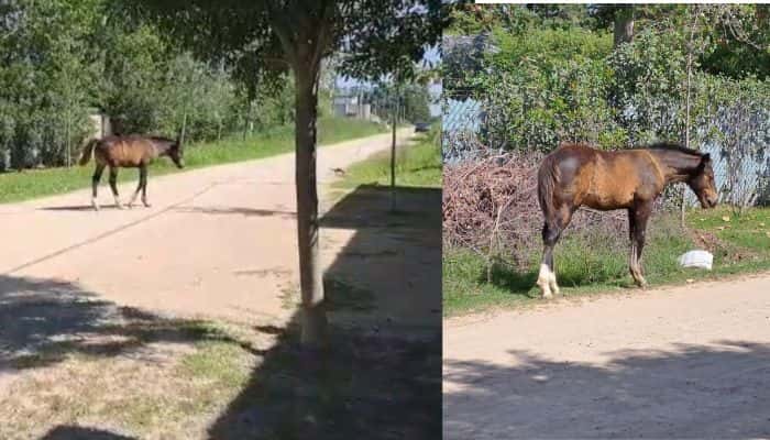 Un caballo suelto y otro atado en calle Depietri