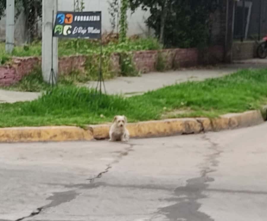 Perro perdido en Ituzaingó y Pueyrredón