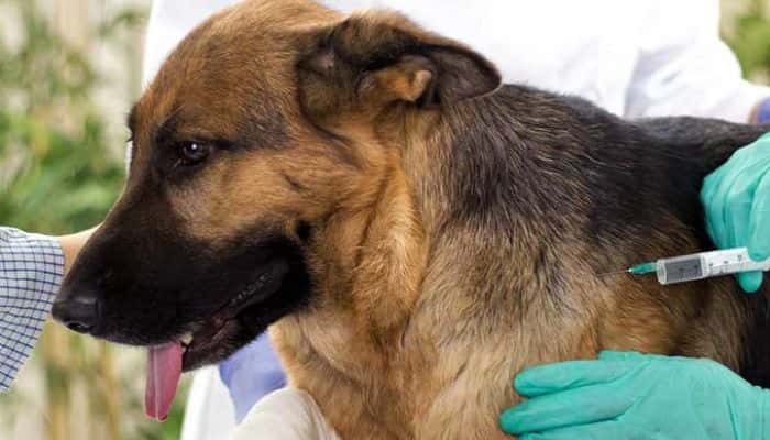 Mascotas: operativo de vacunación en Los Aromos