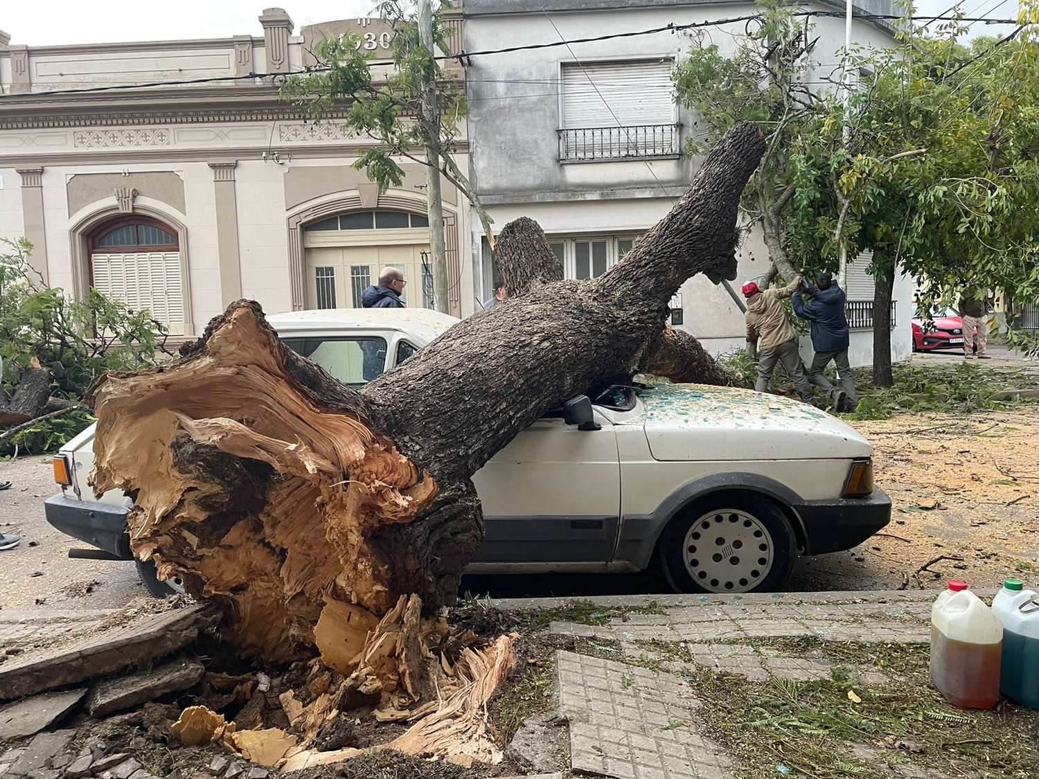 Árbol cayó sobre vehículo estacionado en Ayacucho y Belgrano