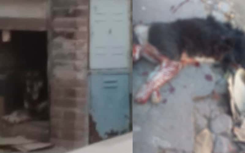 Preocupación por “perros que matan gatos” en Rafael Obligado al 1200