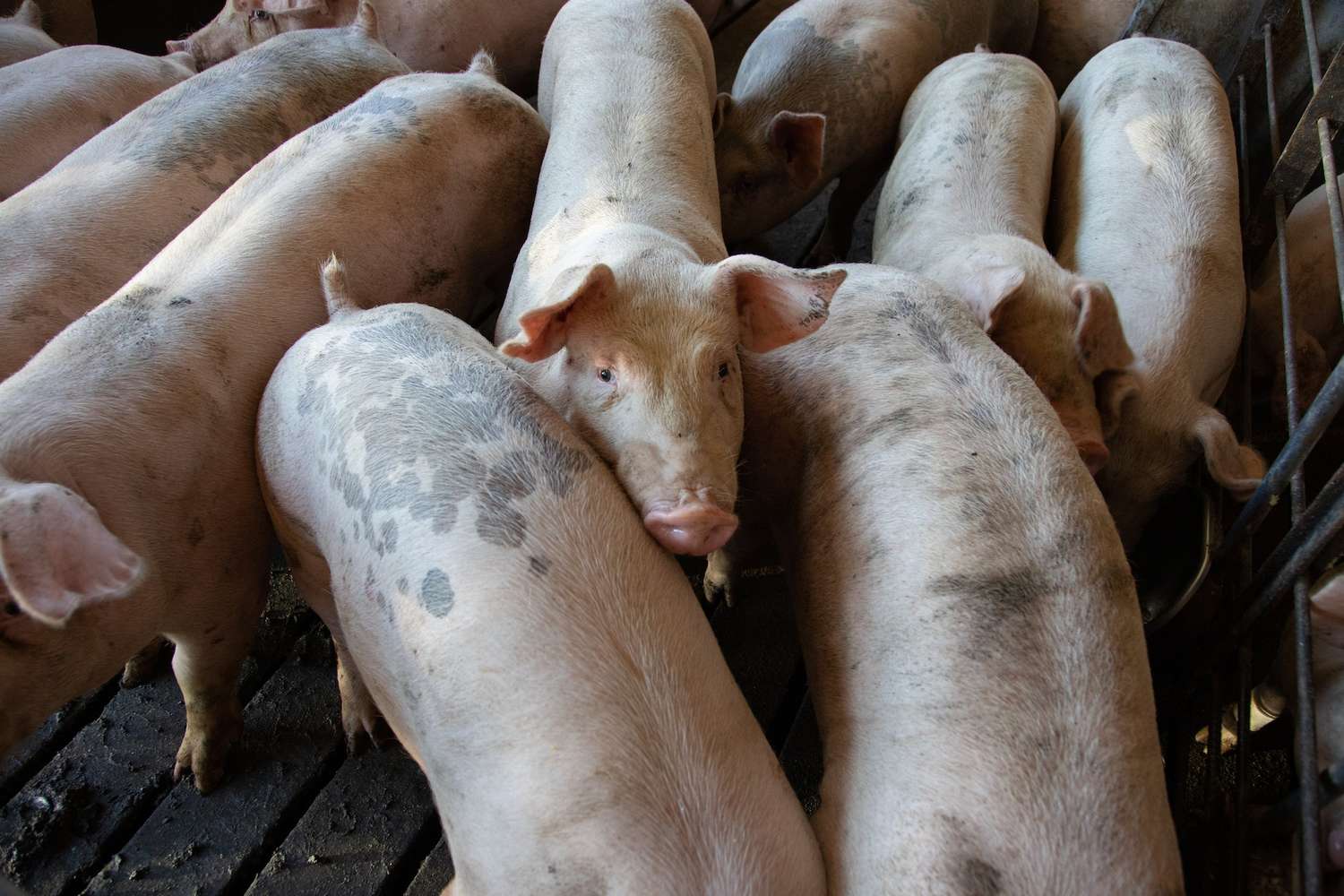 Triquinosis: recomendaciones para productores de cerdos y consumidores