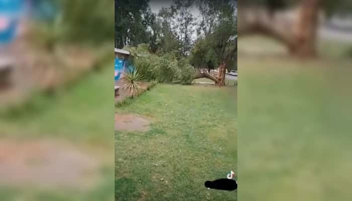 Adolescentes registraron cuando cayó un árbol en el Paseo Público