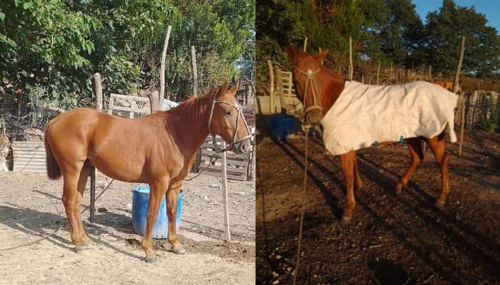 Bajo Tala: familia busca su caballo