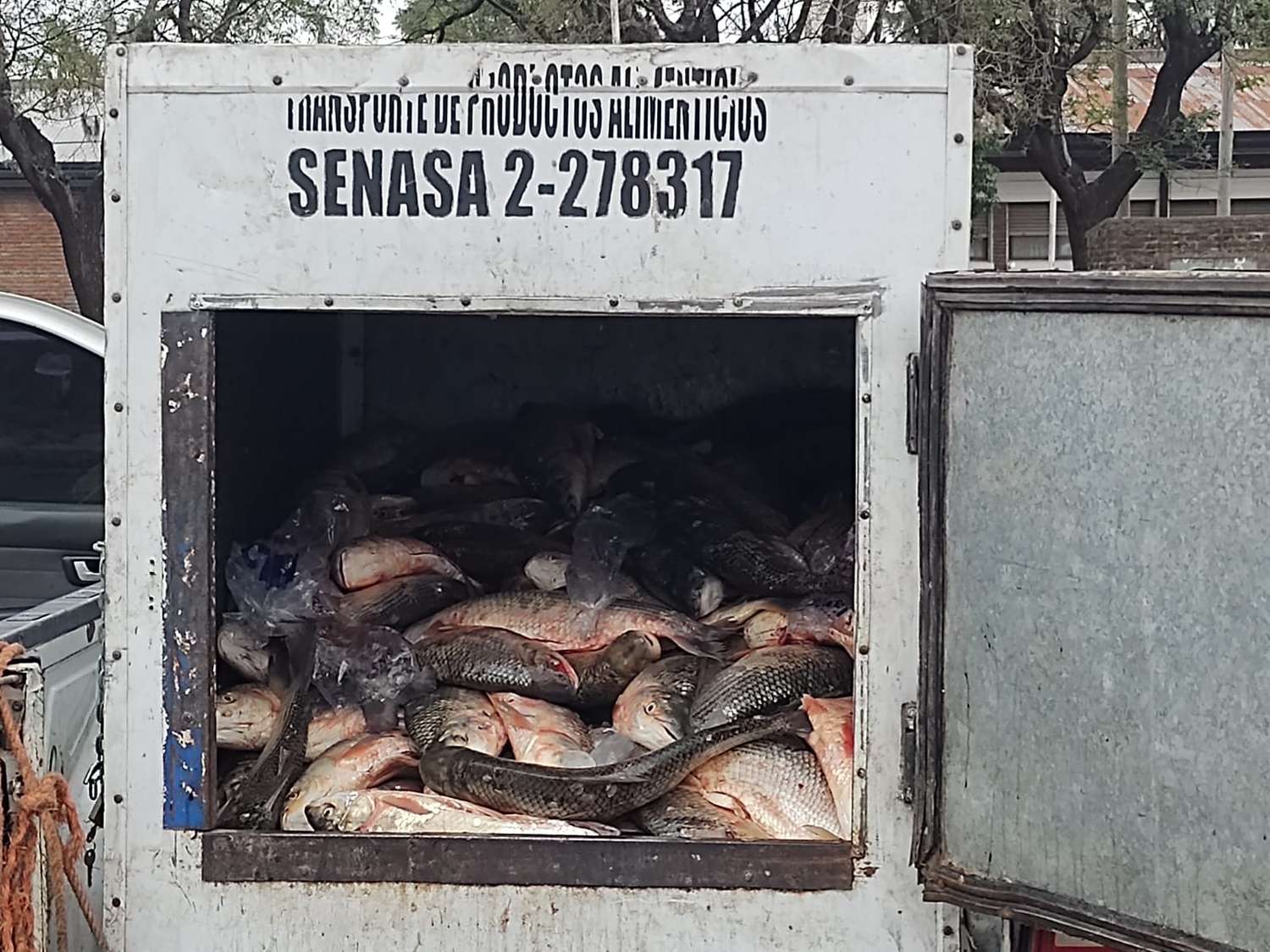 Secuestran 450 kilos de sábalo que trasladaban en una camioneta sin documentación