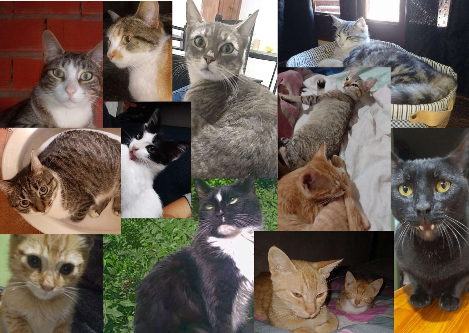 Día del Gato: qué dicen los dueños de sus “michi” mascotas