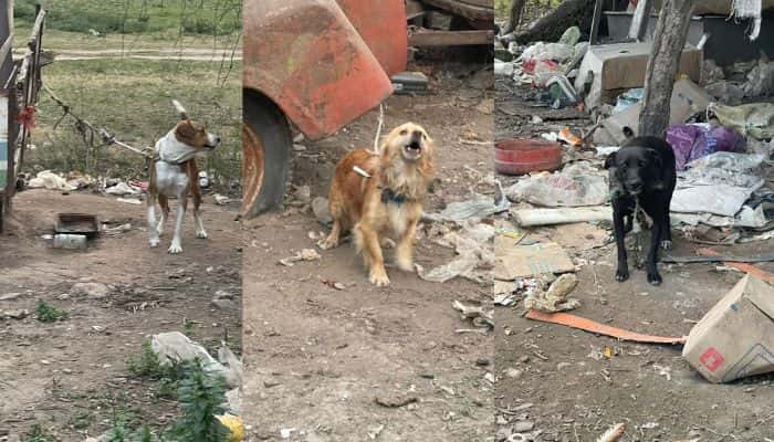 Perros maltratados: denuncian que desaparecieron del lugar donde el dueño los mantenía cautivos