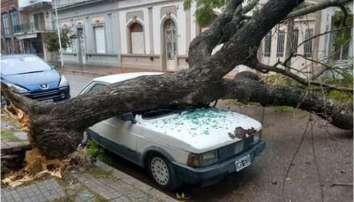 A cuatro meses de un fuerte viento, espera que alguien pague los daños en su auto tras ser aplastado por un árbol