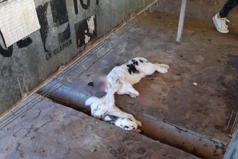 Descuartizaron conejos del galpón de cunicultura de la escuela Agraria