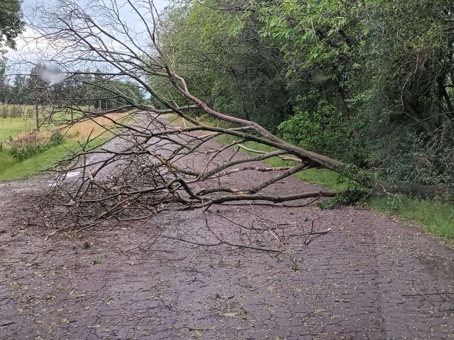 Tormenta de lluvia y viento: cayeron árboles y postes del tendido de cables
