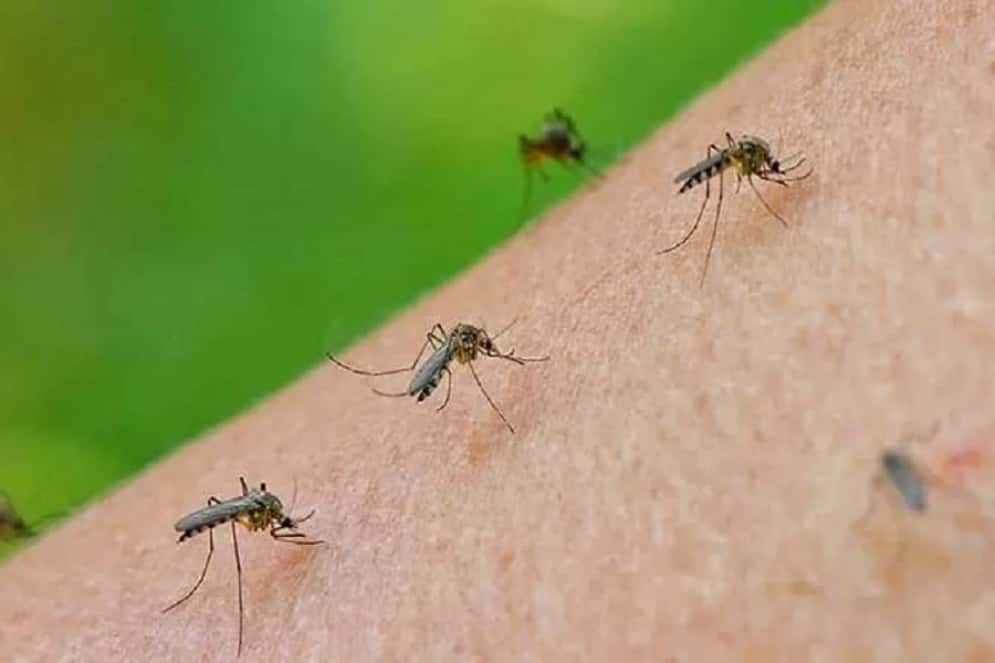Invasión de mosquitos: Bromatología confirmó operativo de fumigación