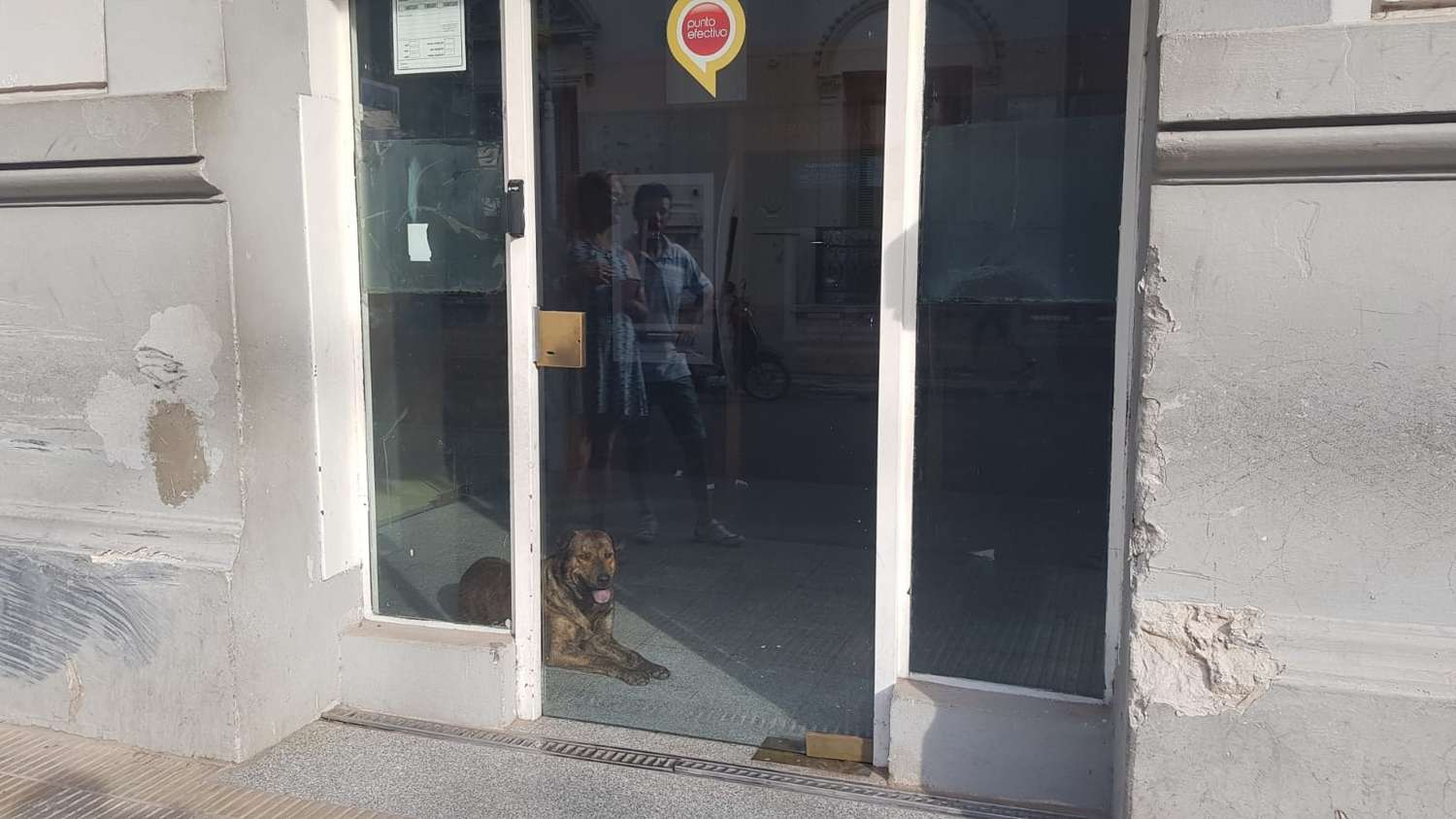 Rescataron un perrito que quedó encerrado en el cajero del Banco Nación