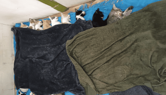Turnos acumulados y demoras para castraciones en el Refugio Animal