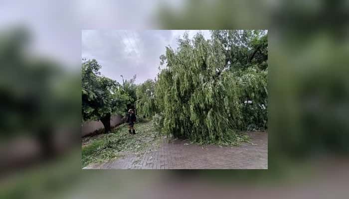 Árbol caído en San Lorenzo al 700
