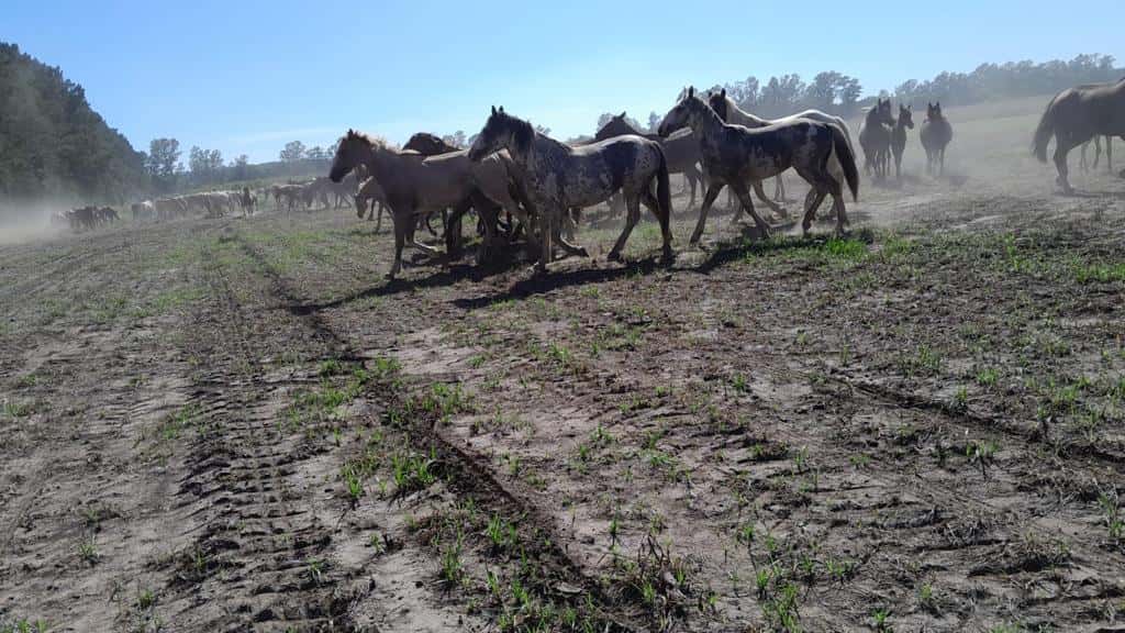 Tropilla de caballos destruyó lote de higueras en un vivero