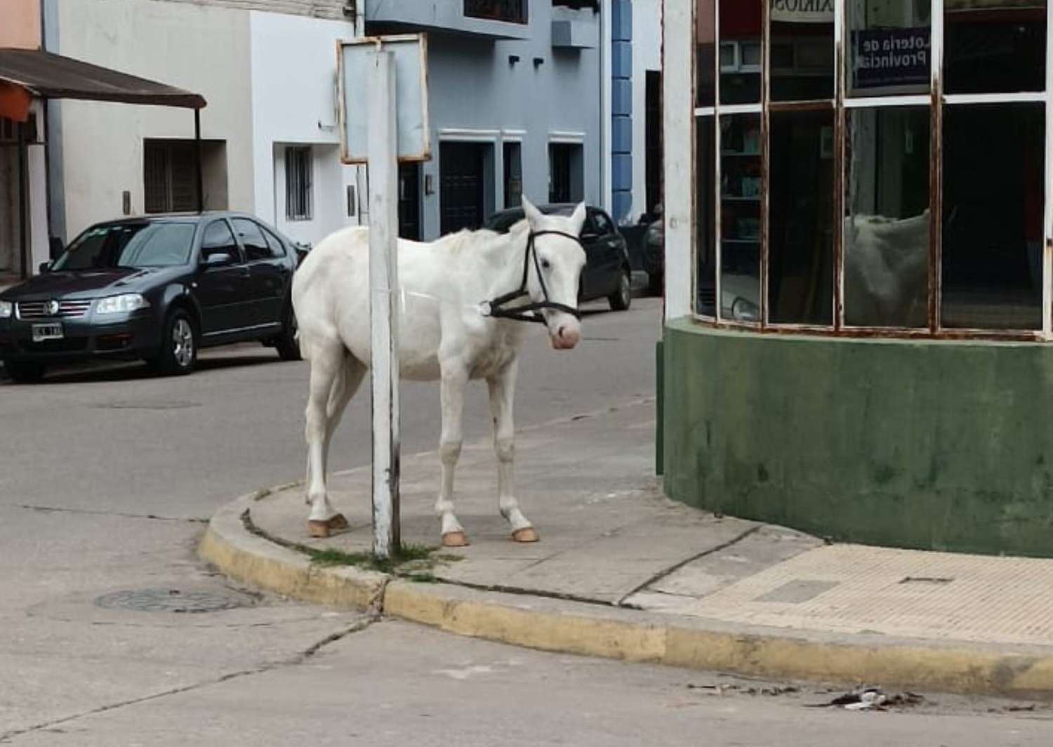 Un caballo en Belgrano y Quiroga