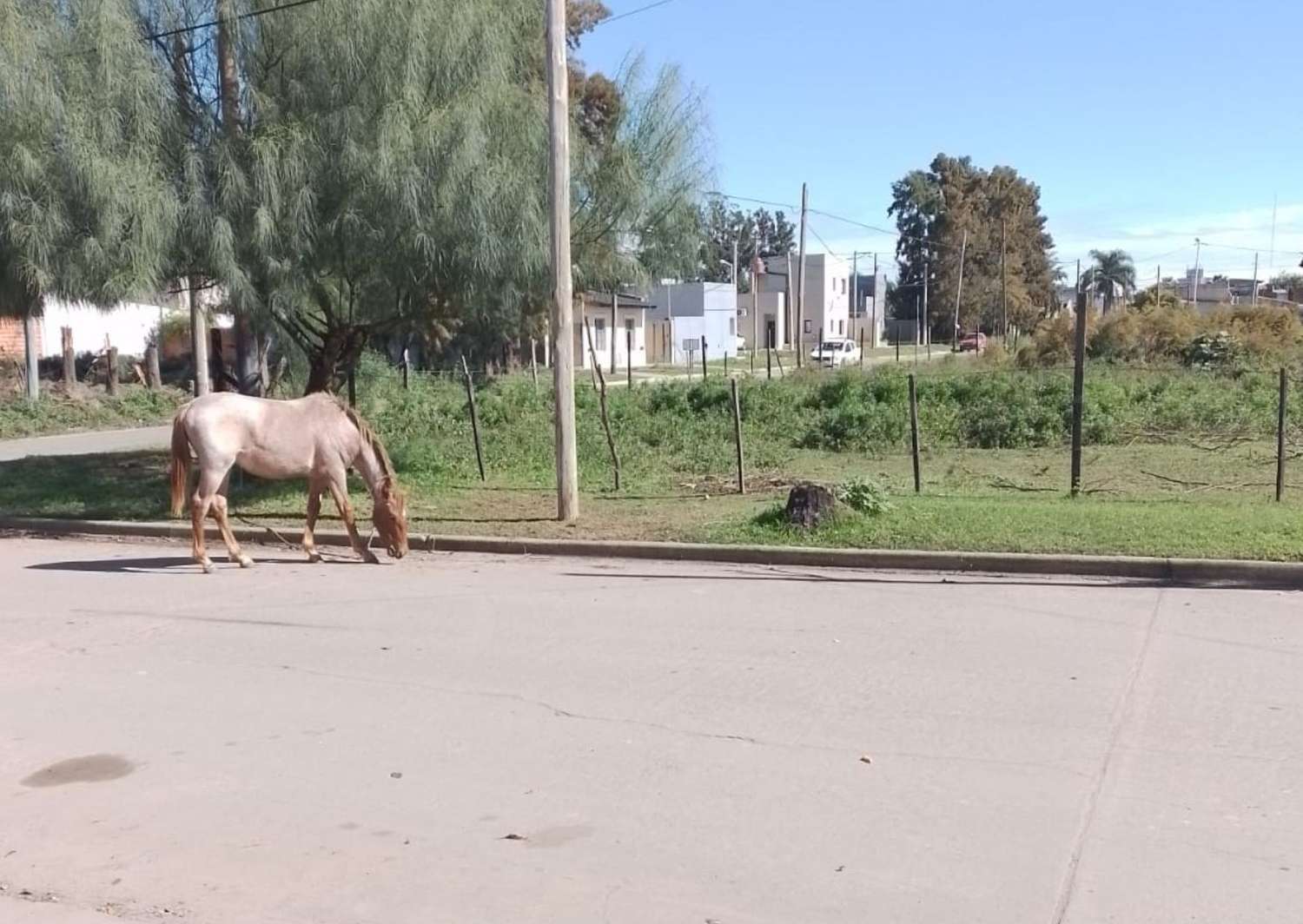 Thorne y Obligado: un caballo en el medio de la calle