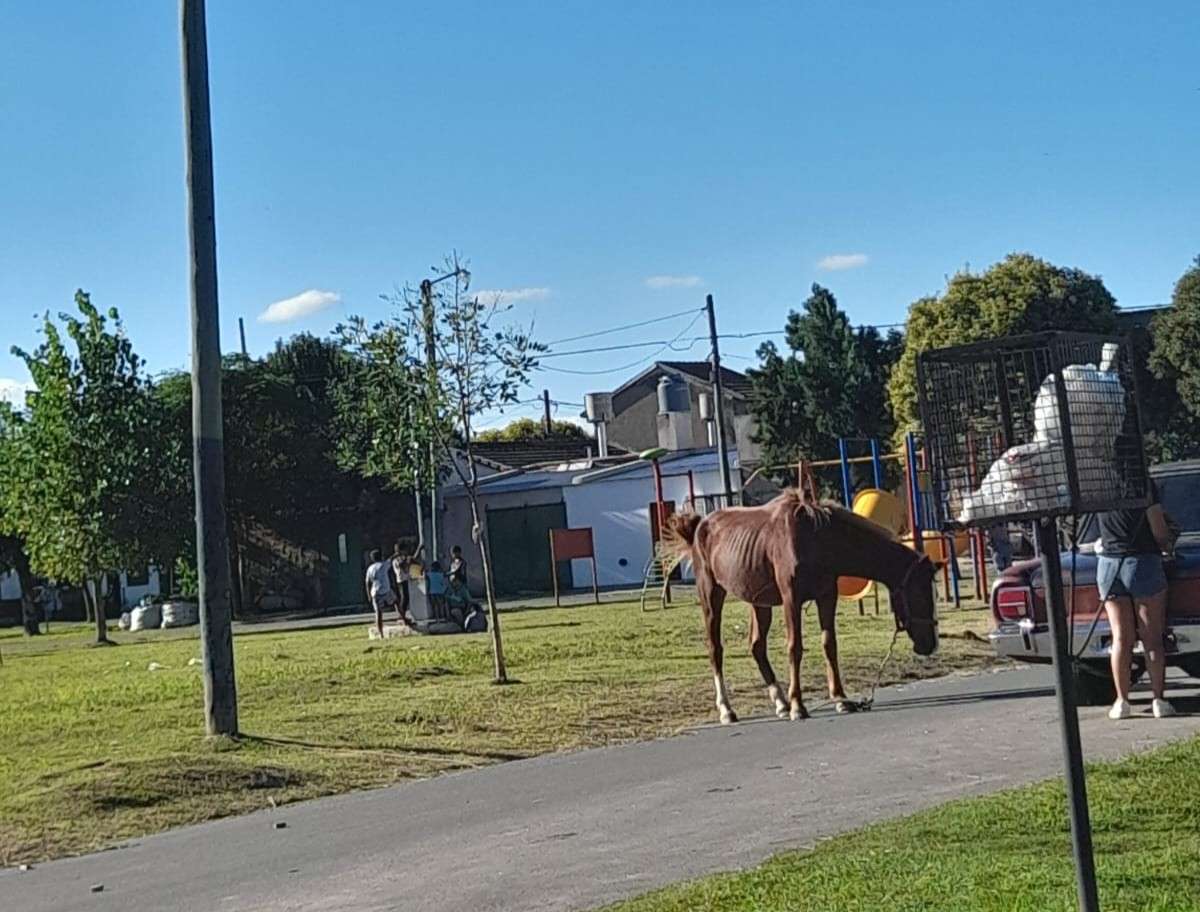 Somos tierra de nadie: caballos en la calle