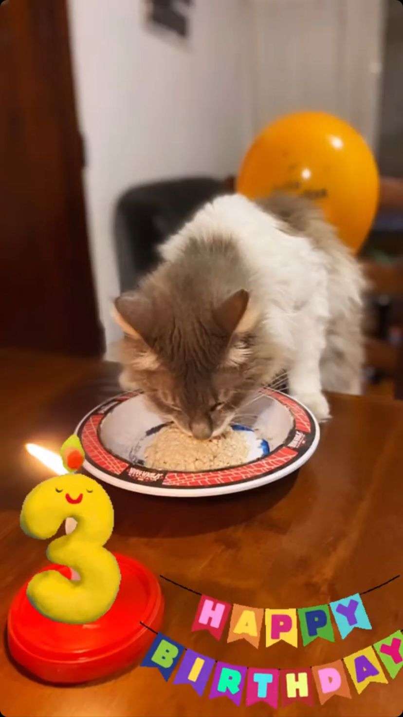 gato alfio cumpleaños 3