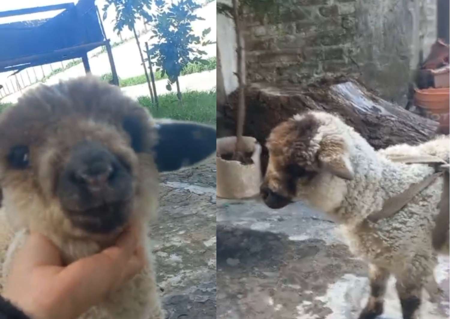 Mascotas: buscan a esta oveja