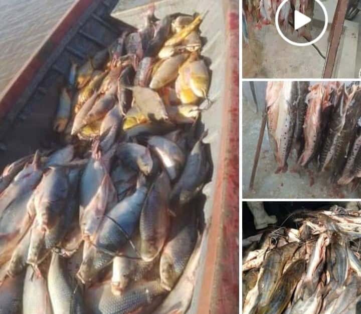 Pesca ilegal: grave denuncia por depredación de la fauna ictícola y venta de pescado sin cuidados sanitarios