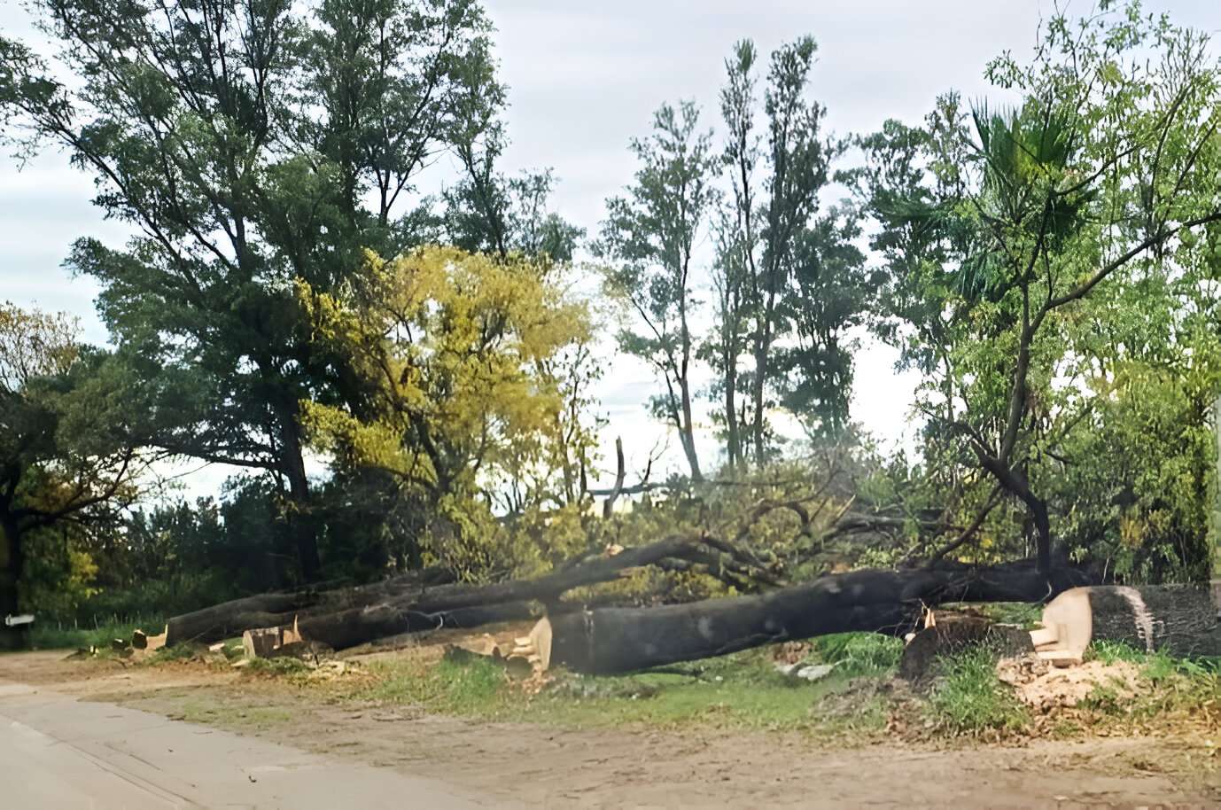 Ruta 191: una empresa taló árboles para liberar el acceso al galpón que construye