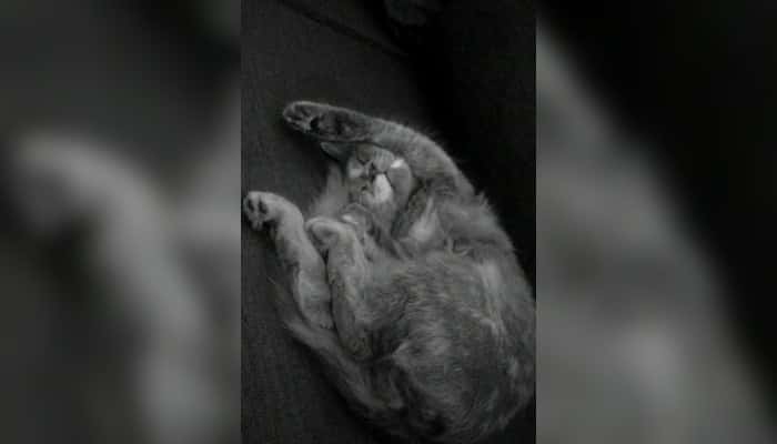 Mundo mascotas: Gaturrina, la gata arisca que se ganó una consulta veterinaria por su nombre