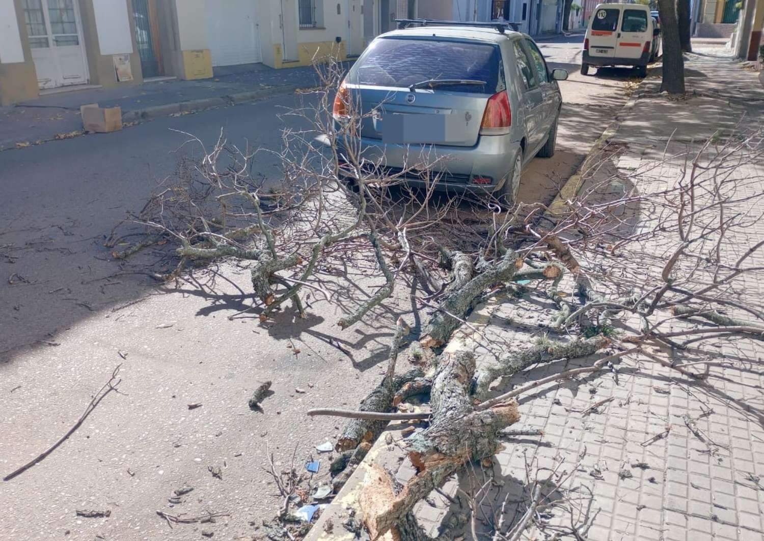 El tronco de un árbol cayó sobre un auto en Belgrano al 600: “Si pasaba una persona la mataba”