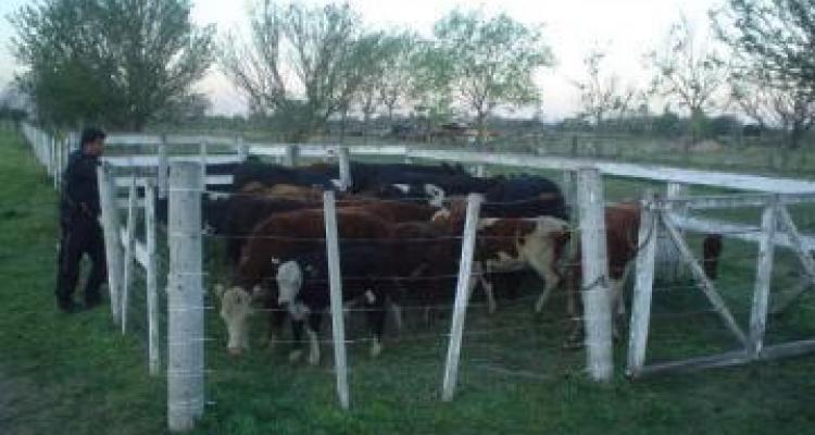 Recuperan vacas robadas en zona de islas