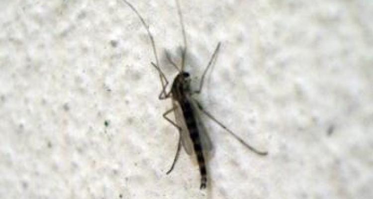 Los “parientes pobres” del mosquito