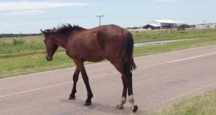Insólito: Pidió a su vecina que retire sus caballos y amenazaron con matarla