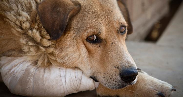 ONG Vida Animal y proteccionistas marchan en contra del maltrato animal