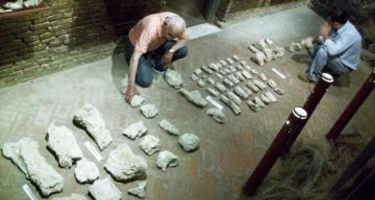 Hallan piezas del mamífero más grande de la prehistoria en Vuelta de Obligado